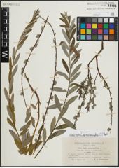 Foto von Salix repens subsp. rosmarinifolia (L.) Andersson